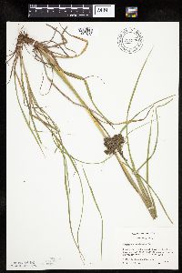 Scirpus atrocinctus image