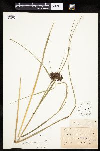Scirpus atrocinctus image