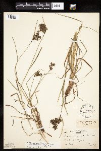 Scirpus atrocinctus image