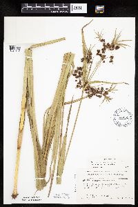 Scirpus georgianus image