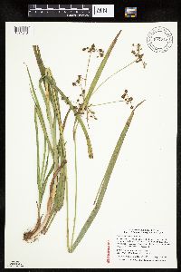 Scirpus hattorianus image