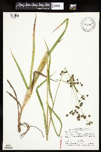 Scirpus hattorianus image