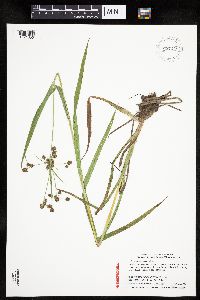 Scirpus hattorianus image