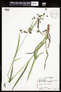 Scirpus hattorianus image