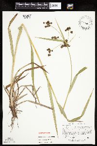 Scirpus hattorianus image