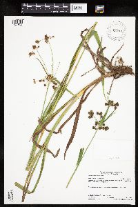 Scirpus hattorianus image