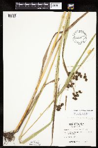 Scirpus hattorianus image