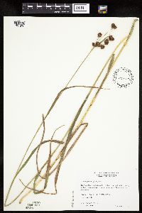 Scirpus pallidus image