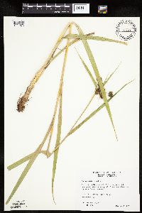 Scirpus pallidus image