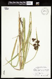 Scirpus pallidus image