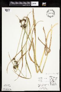 Scirpus pallidus image