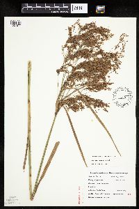 Scirpus pedicellatus image