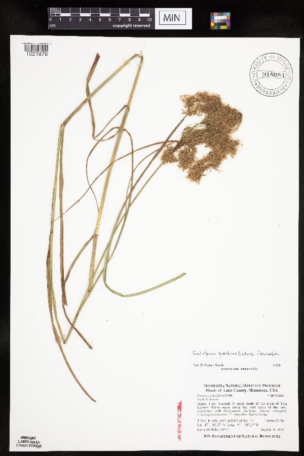 Scirpus pedicellatus image