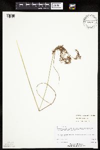 Scirpus pedicellatus image