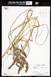 Scirpus pedicellatus image