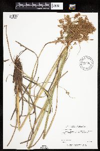 Scirpus pedicellatus image
