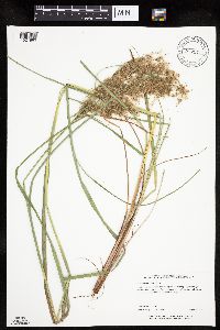 Scirpus pedicellatus image