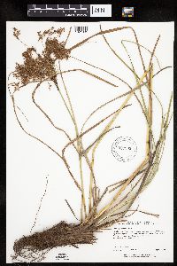 Scirpus pedicellatus image