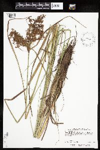 Scirpus pedicellatus image