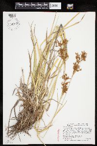 Scirpus pendulus image