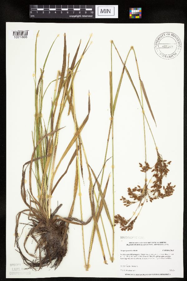 Scirpus pendulus image