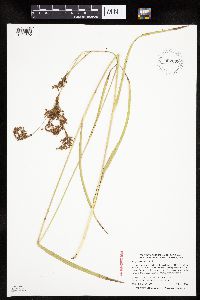 Scirpus pendulus image