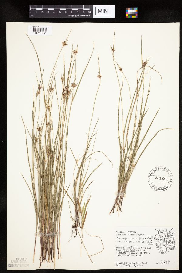 Scleria pauciflora var. caroliniana image