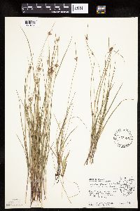 Scleria pauciflora image