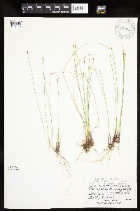 Trichophorum alpinum image