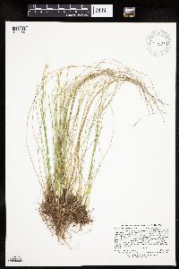 Trichophorum alpinum image