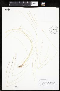 Trichophorum alpinum image