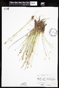 Trichophorum alpinum image