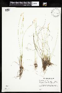 Trichophorum alpinum image