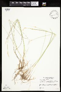 Trichophorum alpinum image