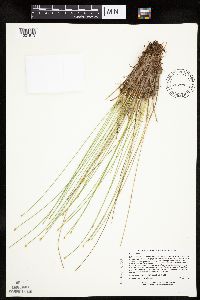 Trichophorum cespitosum image