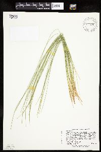 Trichophorum cespitosum image