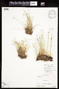 Trichophorum cespitosum image