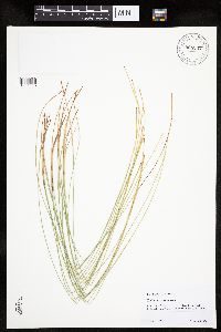 Trichophorum cespitosum image