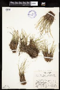Trichophorum cespitosum image