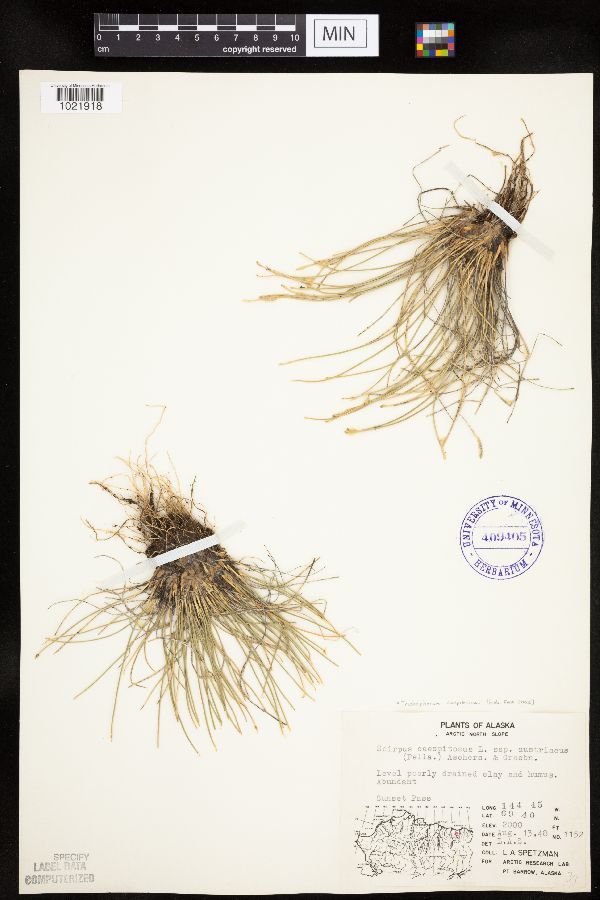 Trichophorum cespitosum image
