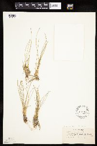 Trichophorum cespitosum image