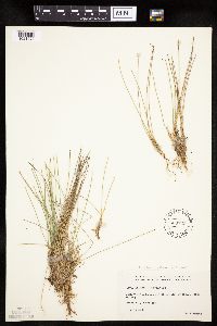 Trichophorum cespitosum image
