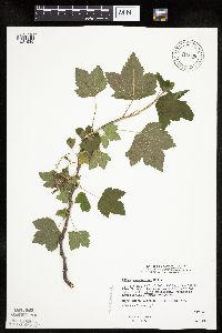 Ribes americanum image
