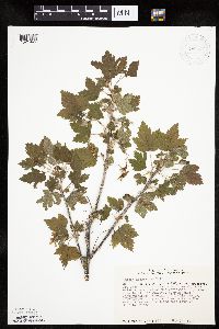 Ribes americanum image