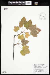 Ribes americanum image