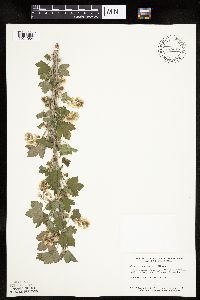 Ribes americanum image