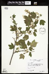 Ribes americanum image