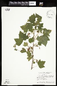 Ribes americanum image