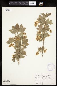 Ribes americanum image