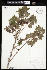 Ribes americanum image
